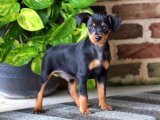 Minyatür Pinscher Yavru Ücretsiz Sahiplendirme İlanları ve Şartlar