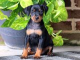 Minyatür Pinscher Yavru Ücretsiz Sahiplenme İlanı Verin