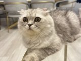 Acil scottish fold longhair dişi kedime eş arıyorum…