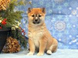 Yavru Aşkın İncileri: Shiba Inu Yavru Mücevherleri