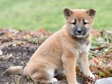 Sevimli Zaman Yolcusu: Shiba Inu Yavru Gezgin