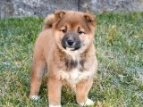 Minik Kraliyet Balosu: Shiba Inu Yavru Dansı