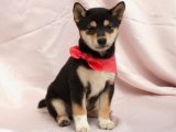 Yavru Moda İkonları: Shiba Inu Yavru Koleksiyonu