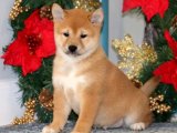 Sevgi Kokan Sabahlar: Shiba Inu Yavru Günaydınları