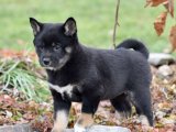 Yavru Güzellik Yarışması: Shiba Inu Tacındaki Tacı