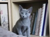 Russian Blue Kedi Kaç TL? 2024 İçin Güncel Bilgiler ve Teklifler