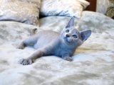 Russian Blue Kedi Fiyatı 2024: Kaç TL? En Güncel İndirimler