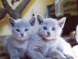 2024 Russian Blue Kedi Kaç TL? Güncel Teklifler