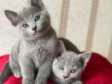 Russian Blue Kedi Fiyatları 2024: Kaç TL? En Güncel İndirimler