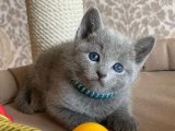 Russian Blue Kedi Fiyatları: 2024 İçin Kaç TL? En İyi Teklifler