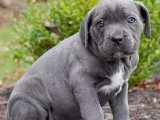 Minik Yıldızlar: Cane Corso Yavru Gökyüzü Koleksiyonu