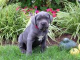 Yavru Dans Partisi: Cane Corso Yavru Ritimleri