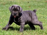 Sevgi İzleri: Cane Corso Yavru Kalp Atışları