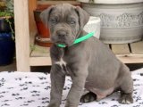 Yavru Aşkın İncileri: Cane Corso Yavru Mücevherleri