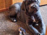 Sevimli Zaman Yolcusu: Cane Corso Yavru Gezgin