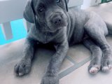 Minik Kraliyet Balosu: Cane Corso Yavru Dansı