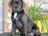 Yavru Moda İkonları: Cane Corso Yavru Koleksiyonu