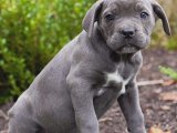 Sevgi Kokan Sabahlar: Cane Corso Yavru Günaydınları