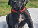 Yavru Güzellik Yarışması: Cane Corso Tacındaki Tacı