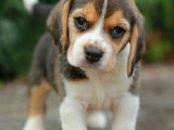 Yavru Moda İkonları: Beagle Yavru Koleksiyonu