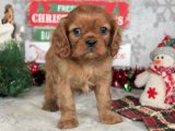 Minik Kraliyet Balosu: Cavalier King Charles Yavru Dansı