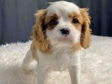 Yavru Moda İkonları: Cavalier King Charles Yavru Koleksiyonu