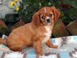 Sevgi Kokan Sabahlar: Cavalier King Charles Yavru Günaydınları