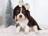 Minik Kuyruk Sallayan Büyücüler: Cavalier King Charles Yavru Sihirbazları