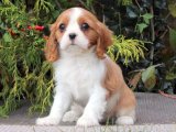 Yavru Güzellik Yarışması: Cavalier King Charles Tacındaki Tacı