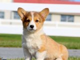 Minik Kraliyet Balosu: Corgi Yavru Dansı