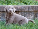 Sevgi İzleri: Labrador Retriever Yavru Kalp Atışları