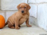 Minik Kürk Hırsızları: Labrador Retriever Yavru Tatlı Mafya