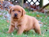 Sevimli Zaman Yolcusu: Labrador Retriever Yavru Gezgin