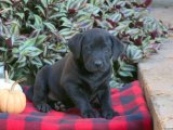 Yavru Moda İkonları: Labrador Retriever Yavru Koleksiyonu