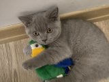 British shorthair 15.05.24 doğumlu erkek