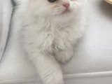 Scottish Fold longhair beyaz prens