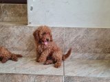 TOY POODLE SAF RED BROWN ORJİNAL