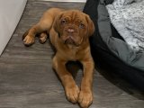 Yavru Aşkın İncileri: Fransız Mastiff Yavru Mücevherleri