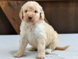 Labradoodle Masumiyeti: Yavrularımızla Büyülü Bir Deneyim