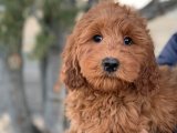 Kalbinizi Fethedecek Labradoodle Yavrularıyla Tanışın