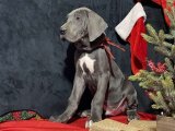 Yavru Aşkın İncileri: Danua (Great Dane) Yavru Mücevherleri