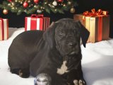 Yavru Moda İkonları: Danua (Great Dane) Yavru Koleksiyonu