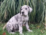 Sevgi Kokan Sabahlar: Danua (Great Dane) Yavru Günaydınları