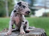 Minik Kuyruk Sallayan Büyücüler: Danua (Great Dane) Yavru Sihirbazları