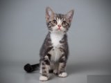 Sizce Hangisi? American Shorthair Yavrularımız Sizi Bekliyor!