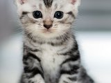 Sevgi Dolu Bir Yuvada Büyümek İster misiniz? American Shorthair Bebek Kedilerimizle Tanışın!