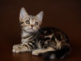 Minik Bir Mucize: American Shorthair Yavru Kedilerimiz Yeni Evlerini Arıyor!