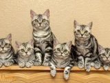 Aşkla Dolu Patiler: American Shorthair Yavru Kedi Arıyor Yeni Evini!