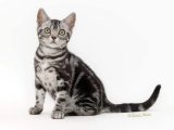 Yumuşaklığın Meleği: Minik American Shorthair Kedimiz Satışta!