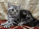 Enerji Dolu Oyun Arkadaşı Arıyorsanız: American Shorthair Kedimizi Kaçırmayın!